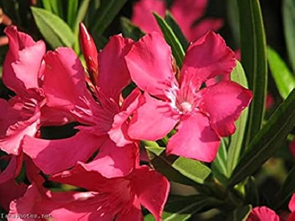 Khám Phá Thế Giới Giải Trí Trực Tuyến Với Go88Asia Cổng Game Đổi Thưởng Uy Tín